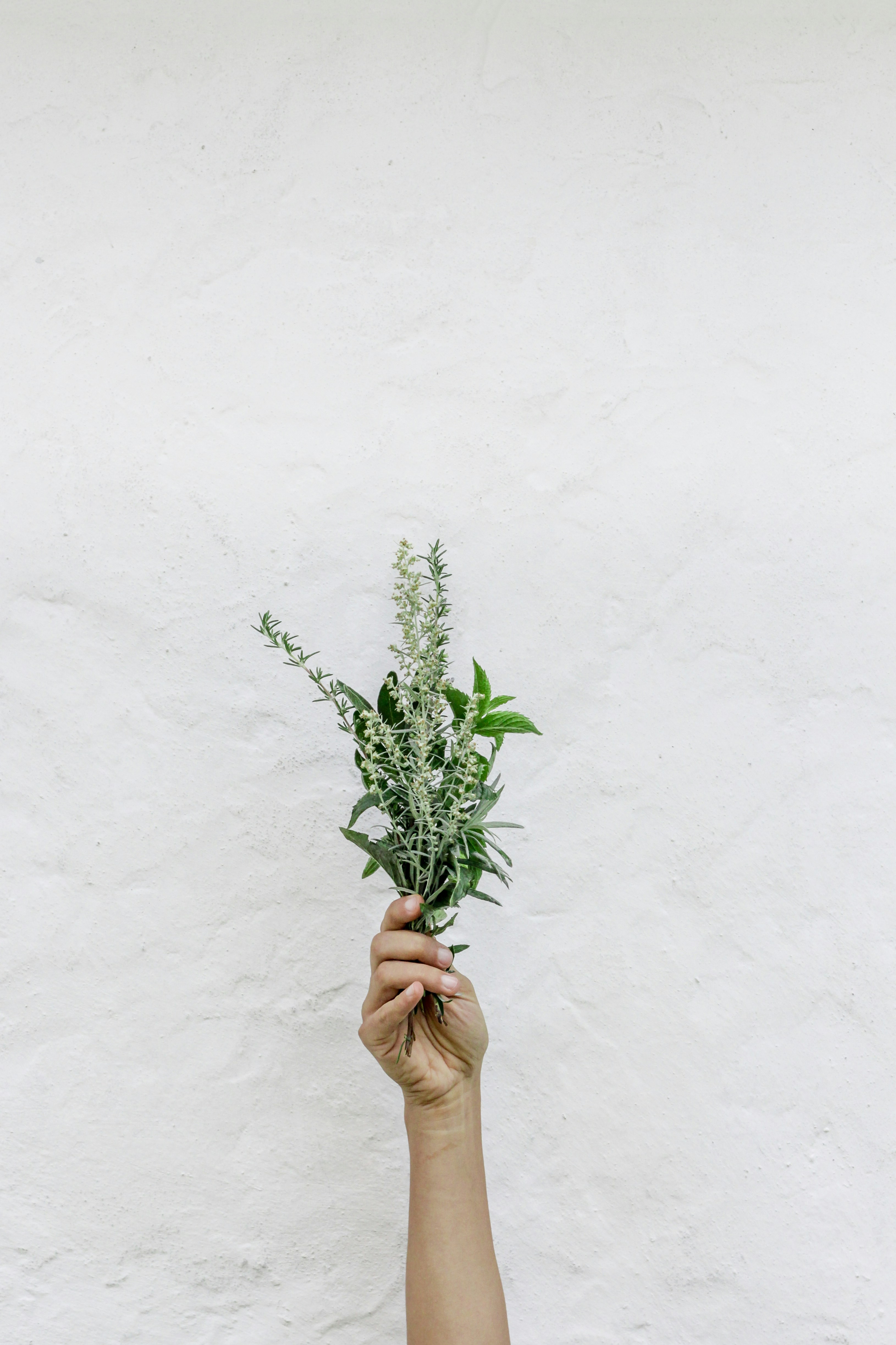 A hand raised upward holding a fresh bundle of herbs against a white wall